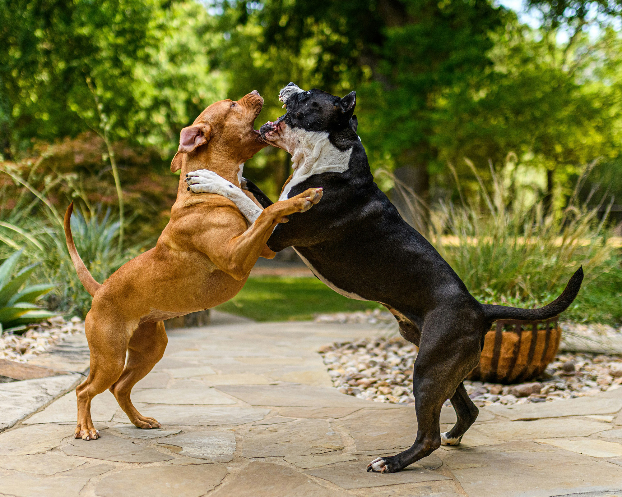 dog attack lawyer South SLO County Arroyo Grande 93420 California