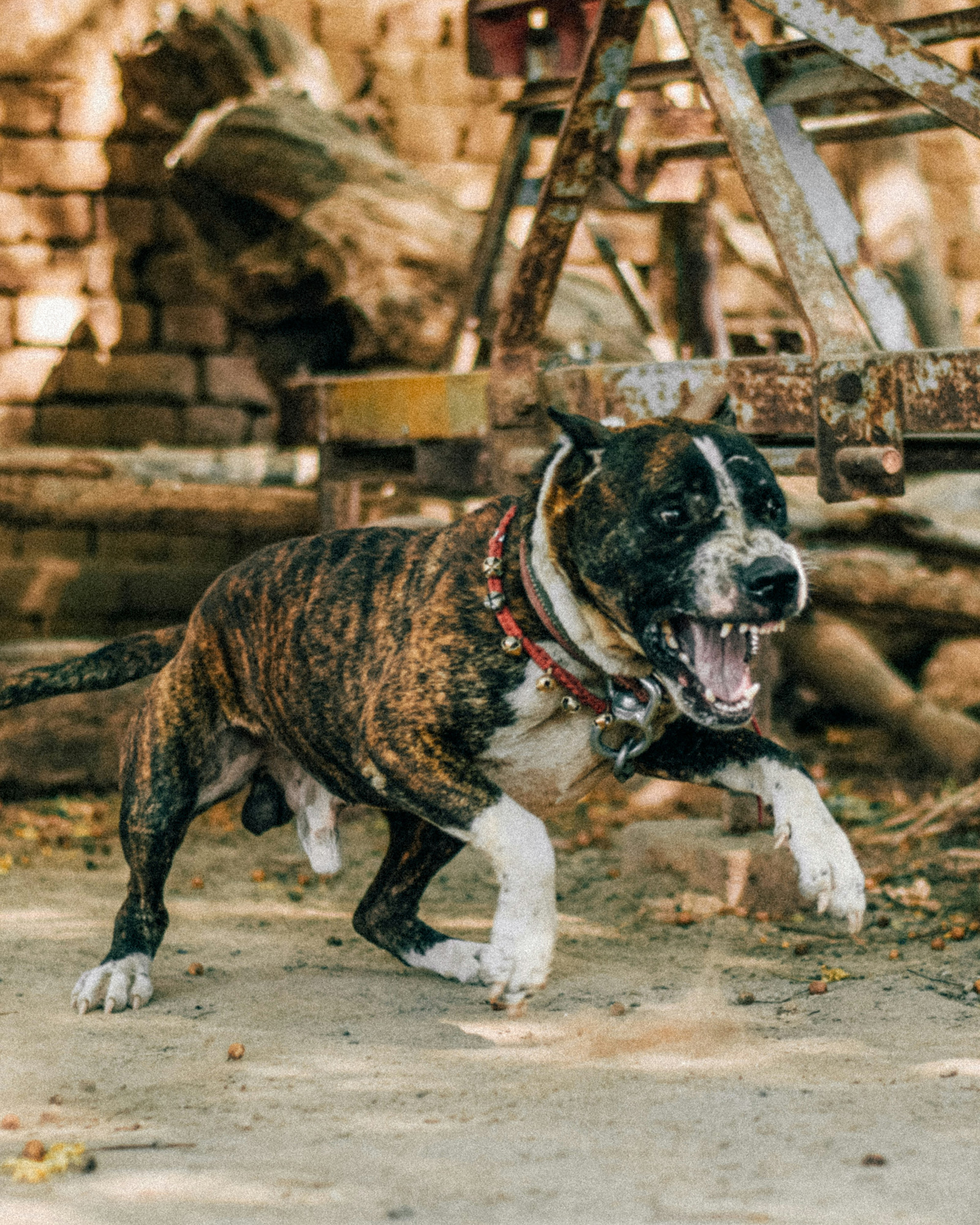 dog attack injury lawyer Santa Barbara County 93101 Hendry Beach Douglas Preserve
