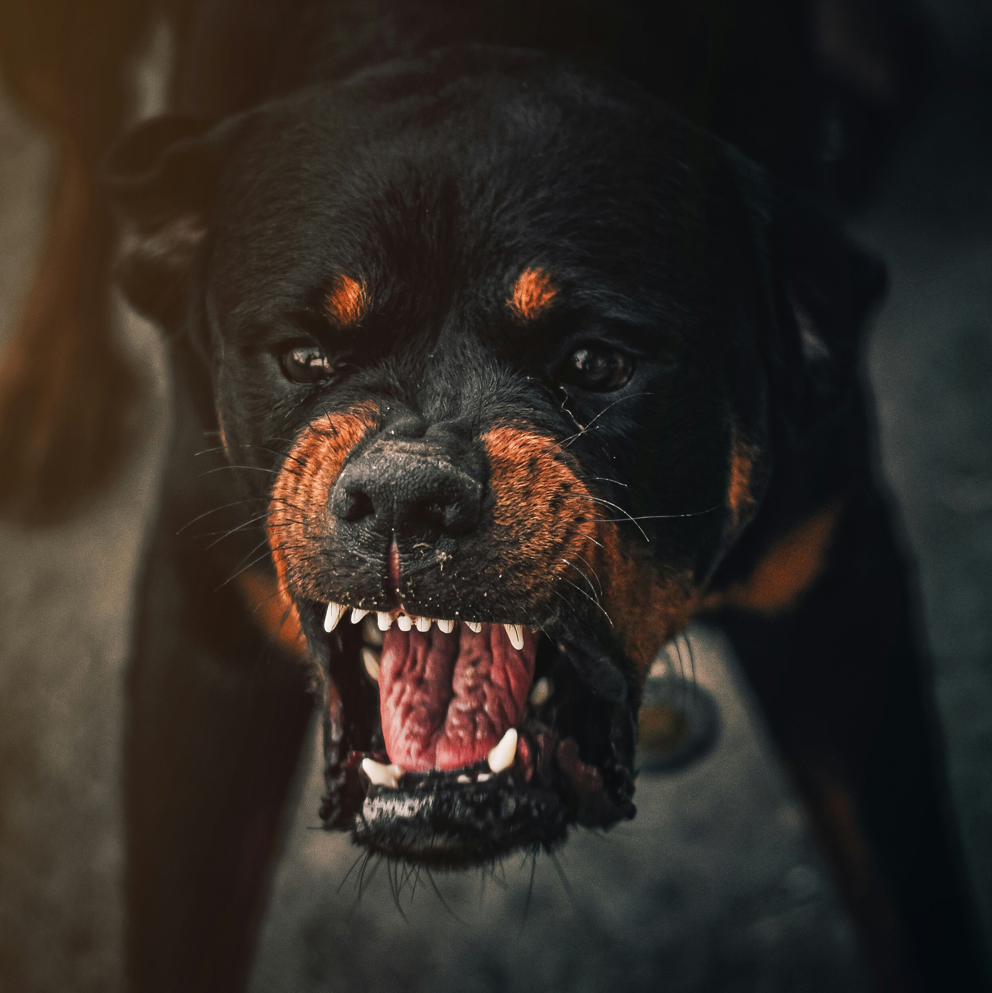 dog bite attorney Santa Barbara California 93101 Hendry Beach Douglas Preserve animal attack lawyer